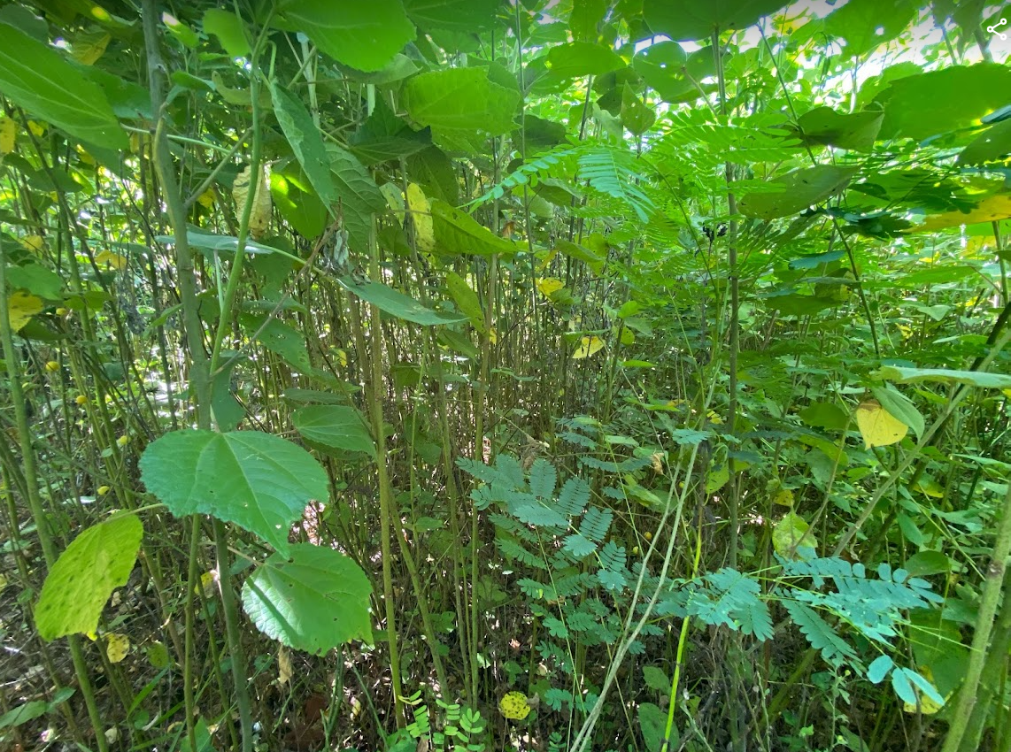 UA Esalq, Piracicaba/SP